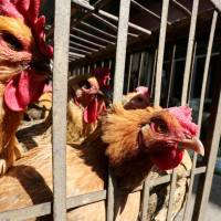 Chickens are seen at a livestock market before the market asked to stop trading on March 1 in prevention of bird flu transmission, in Kunming, Yunnan province, China, Feb. 22. | REUTERS