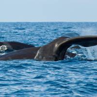 The fluke of a sperm whale sticks out of the sea as it dives among other resting whales off the coast of Mirissa, in southern Sri Lanka, in 2013. | REUTERS