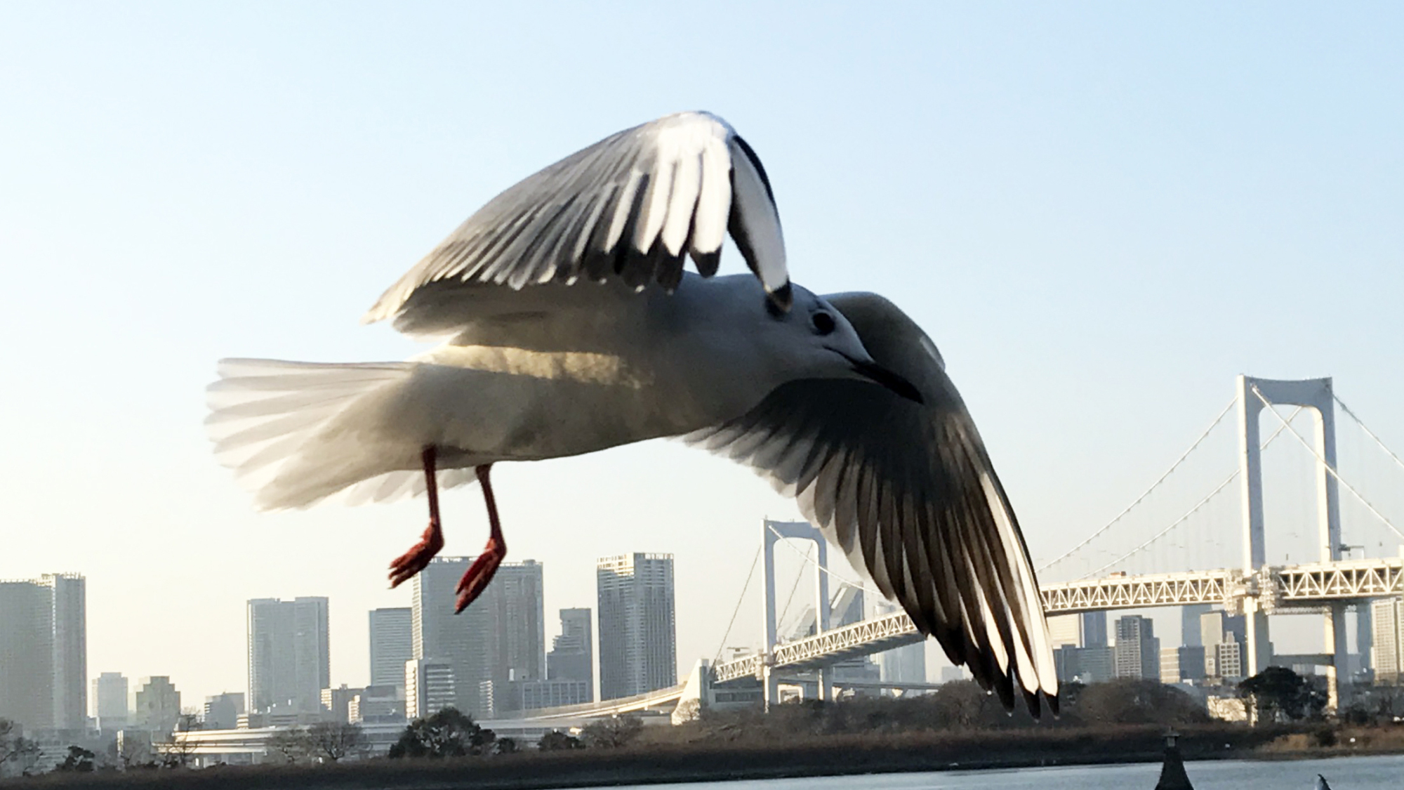 'Flying over Odaiba,' a close-up photo of a seagull in Tokyo's Odaiba district, wins Mohammed Rachad Bouhlal, the ambassador of Morocco, a Jury Special Mention award at the 20th Japan through the Diplomats' Eyes photo competition. | MOHAMMED RACHAD BOUHLAL