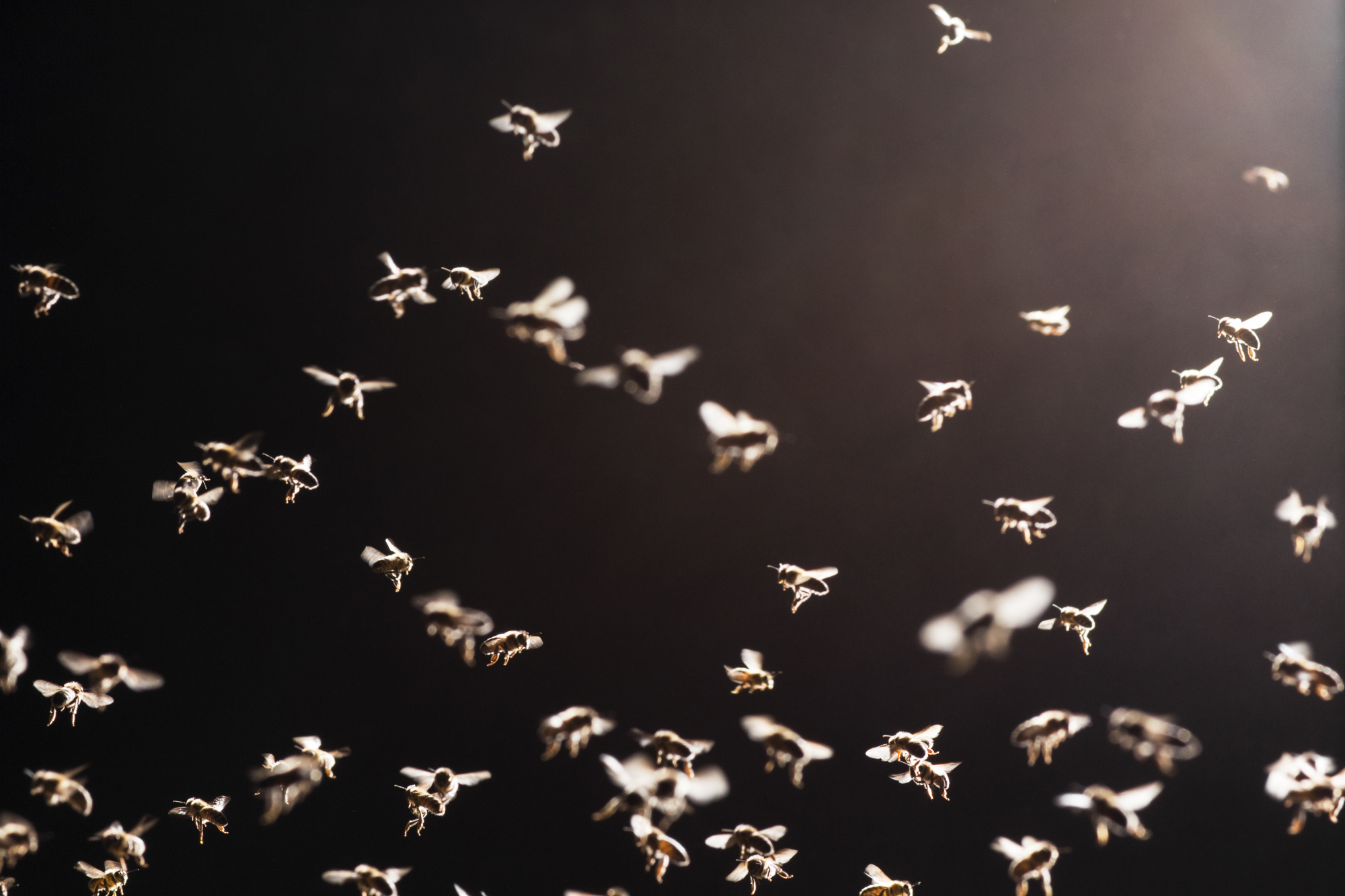 An 87-year-old woman died in September after she was attacked by a swarm of Asian giant hornets in Ozu, Ehime Prefecture. | ISTOCK
