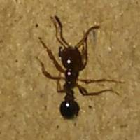 This fire ant is one of nearly 2,000 found in Muko, Kyoto Prefecture, in a shipping container from China last week. | KYOTO PREFECTURE/VIA KYODO