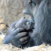 A western gorilla named Momoko holds her baby at Tokyo\'s Ueno Zoo on Monday after giving birth the same day. | TOKYO ZOOLOGICAL PARK SOCIETY / VIA KYODO