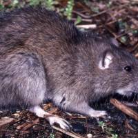 Aggressive brown rats, commonly known as sewer rats, thrive in filthy conditions and carry germs.  | NOBORU HAMA