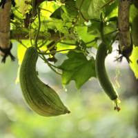 Final inspiration: Sponge gourds hanging from the pergola at Shiki-an. | KIT NAGAMURA