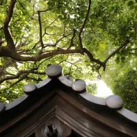 Above from below: Mature trees seen from under the roof tiles of Saizo-in Temple. | KIT NAGAMURA