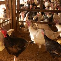 Turkeys await their fate at the Omura Turkey coops in Monzen, Ishikawa Prefecture. | NANCY SINGLETON HACHISU