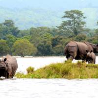 Rhinos seek refuge on a hill in Kaziranga National Park in Assam, India, in July. The state saw severe flooding this summer as the Brahmaputra River overflowed its banks. | DIGANTA TALUKDAR
