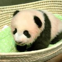 Cute and cuddly: The new giant panda cub Xiang Xiang is seen in this photo released by Tokyo Zoological Park Society on Sept. 20. | AP