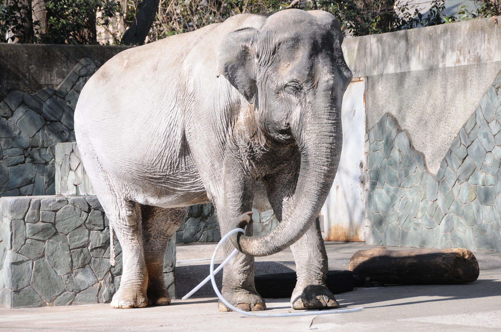 In the doghouse: The plight of Hanako, the elephant who spent most of her long life in solitary captivity at Inokashira Park Zoo in Tokyo, angered animal lovers around the world. | SATOKO KAWASAKI