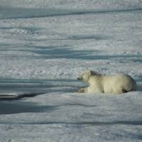 Going with the floe:  A polar bear relaxes on an ice floe in the Canadian Arctic near Cornwallis Island in the northern territory of Nunavut. | TAKESHI SAKOH