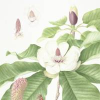 Magnolia obovata: Watercolor by Mieko Konishi, painted from a flowering specimen collected on Mount Iwane, Kawanishi, Hyogo Prefecture, and showing flowers at three different stages. | © MIEKO KONISHI
