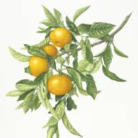 Citrus unshiu: Watercolor by Kayako Miyazawa, painted from fruiting specimens collected in Shizuoka. | &#169; KAYOKO MIYAZAWA
