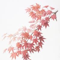 Acer palmatum: Watercolor by Kyoko Ohara, painted from a specimen collected at Ibaraki Nature Museum in Ibaraki Prefecture. | © KYOKO OHARA