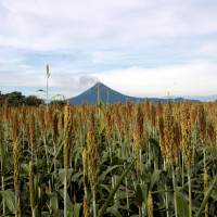 Wheat grows in a field near the Momotombo volcano outside Leon, Nicaragua, on Thursday. | REUTERS