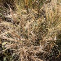 Wheat infected with Ug99 stem rust fungus is shown at the Kenya Agricultural Research Institute in Njoro in October 2010. | AP