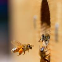 Honeybees have the ability to tell other bees in the hive where flowers bearing nectar and pollen are located. | ISTOCK