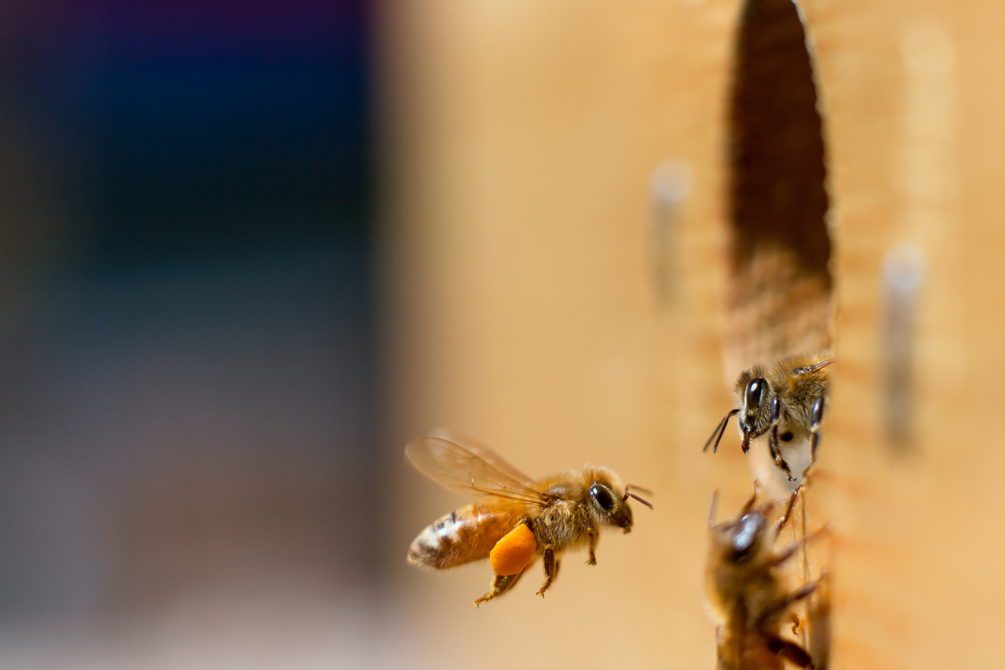 Honeybees have the ability to tell other bees in the hive where flowers bearing nectar and pollen are located. | ISTOCK