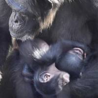 Mother chimpanzee Kazumi holds her twin infants at a zoo in Nagoya during the first public viewing for the baby chimps. | KYODO