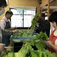 People with disabilities process lettuce harvested from greenhouses in the village of Minamifuruyama, Mie Prefecture. | CHUNICHI SHIMBUN