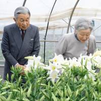 Emperor Akihito and Empress Michiko examine lilies at a farm on Okinoerabu Island in Kagoshima Prefecture on Saturday. | KYODO