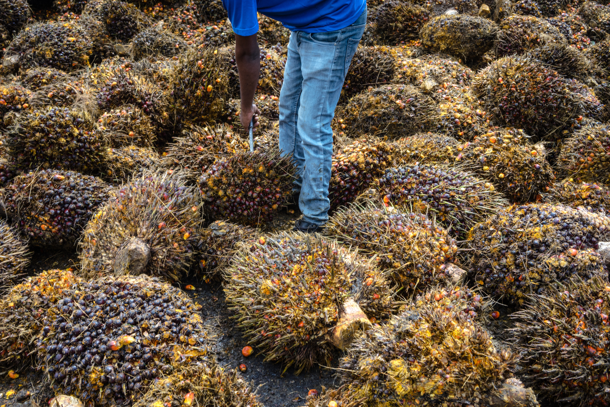 A worker uses a palm fruit spear to remove bad bunches from a pile at the Bukit Senorang Palm Oil Mill in Pahang, Malaysia, in October. The use of palm oil as biomass is increasing in Japan but critics are questioning if it's safe for the environment. | BLOOMBERG