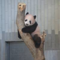 Xiang Xiang, a 6-month-old female panda, is seen climbing a tree at Ueno Zoo in Tokyo on Wednesday. | COURTESY OF TOKYO ZOOLOGICAL PARK SOCIETY