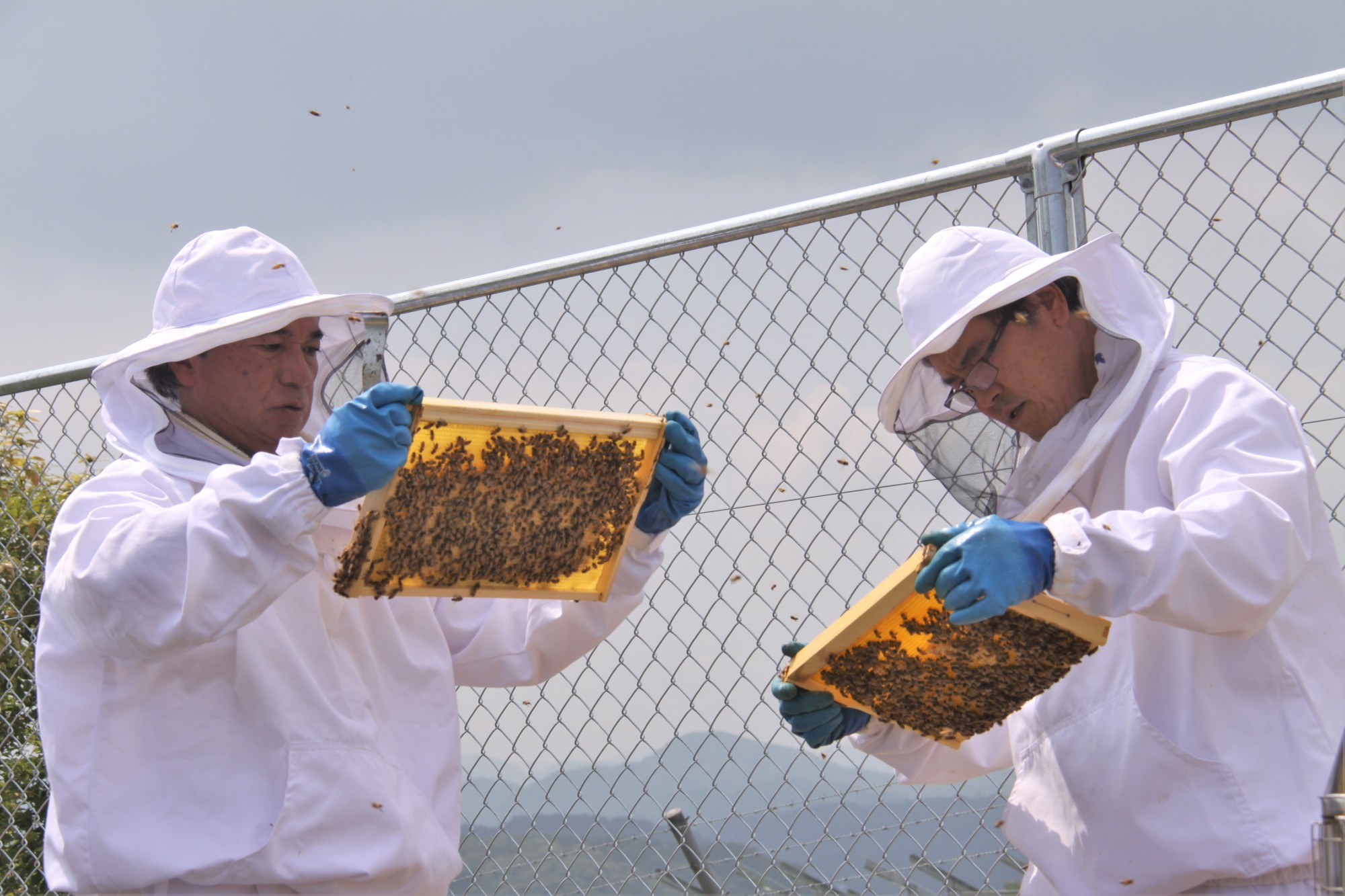 The bee's knees: 'Large airplanes and tiny honeybees both have wings and fly,' says Haruhiko Motohashi (left), president of Iwami Airport Terminal Building Co. Ltd. 'It's an excellent combination.' | COURTESY OF HAGI-IWAMI AIRPORT
