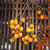 Hanging <em>shibugaki</em> (the tannic type of persimmon) out to dry is one way of removing the fruit’s trademark bitterness. | MAKIKO ITOH
