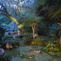 A garden for all seasons: Maple trees and a cherry tree fan out over moss beds at Kerr’s home in Kameoka, Kyoto Prefecture. | J.J. O\'DONOGHUE