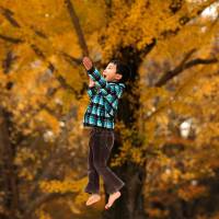 A 6-year-old boy plays in front of yellow ginkgo trees at a park in Tokyo on Wednesday. A cold air mass from the north lowered temperatures in Kanto and northern Japan, helping autumn foliage turn yellow and red. | REUTERS