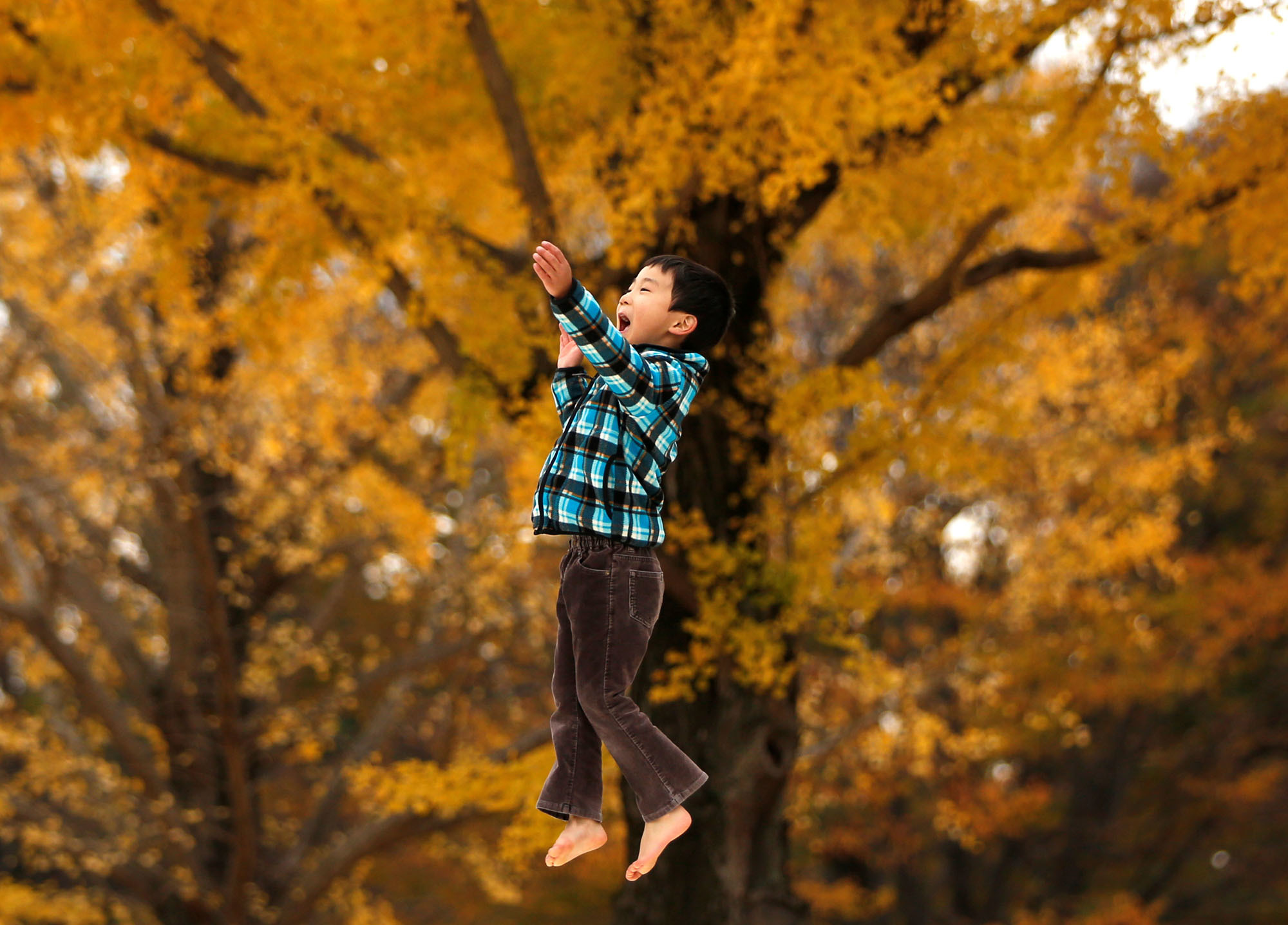 A 6-year-old boy plays in front of yellow ginkgo trees at a park in Tokyo on Wednesday. A cold air mass from the north lowered temperatures in Kanto and northern Japan, helping autumn foliage turn yellow and red. | REUTERS