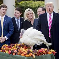 U.S. President Donald Trump pardons the National Thanksgiving Turkey, Drumstick, in the Rose Garden of the White House on Tuesday, two days before the Thanksgiving harvest celebration. Drumstick and another turkey, Wishbone, will join last year\'s pardoned turkeys at a Virginia Tech exhibit that teaches the public about the university\'s work in animal sciences and veterinary medicine. President John F. Kennedy started the modern tradition of publicly sparing a turkey given to the White House just three days before his assassination. | BLOOMBERG