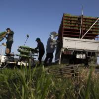 Farmers prepare rice seedlings in Ibaraki Prefecture in May. Once the effects of an 11-member Pacific Rim free trade agreement kick in, Japan\'s agricultural, forestry and fisheries output will suffer by a maximum of &#165;150 billion, government estimates show. | BLOOMBERG