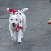 A dog wears a Santa hat and scarf during the traditional Santa Claus run in Michendorf, eastern Germany, on Sunday. | AFP-JIJI