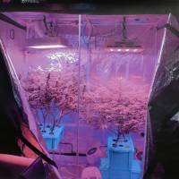 Cannabis plants are seen growing in a room owned by 33-year-old Hiroshima man who was arrested in October on suspicion of violating the Narcotics Control Law. | CHUGOKU-SHIKOKU REGIONAL BUREAU OF HEALTH AND WELFARE / VIA KYODO
