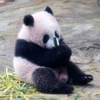 Xiang Xiang, a six-month-old giant panda cub, is seen at Ueno Zoo in Tokyo\'s Koto Ward on Monday ahead of her first public appearance on Tuesday. | MAGDALENA OSUMI