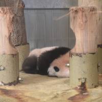 Xiang Xiang sleeps at Ueno Zoo in Tokyo on Wednesday. | TOKYO ZOOLOGICAL PARK SOCIETY