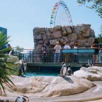 Visitors observe Humboldt penguins in an enclosure at Kaikyokan, an aquarium that boasts one of the most extensive collections of puffer fish in the world. | LILY CROSSLEY-BAXTER