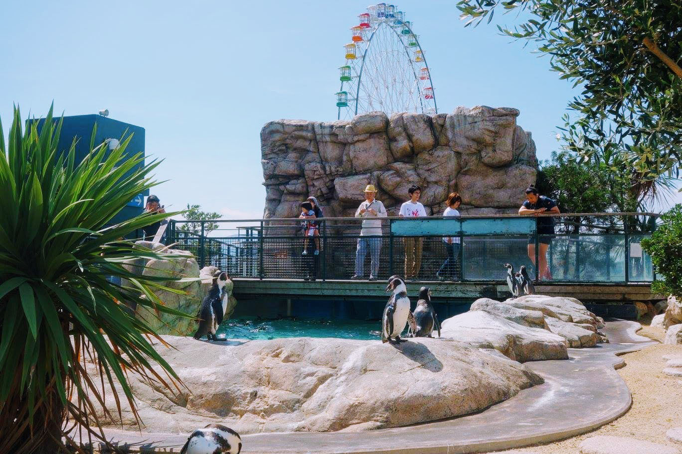 Visitors observe Humboldt penguins in an enclosure at Kaikyokan, an aquarium that boasts one of the most extensive collections of puffer fish in the world. | LILY CROSSLEY-BAXTER