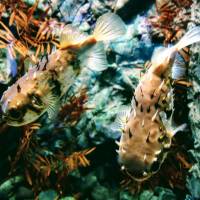 Puffer fish swim in a tank at Kaikyokan in Shimonoseki, Yamaguchi Prefecture. | LILY CROSSLEY-BAXTER