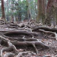 Power point: Roots snake their way across the cedar forest floor at Osugi Gongen on Mount Kurama, northwest of Kyoto, the birthplace of the healing art of reiki. | AMY CHAVEZ
