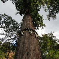 The 800-year-old cedar at Yuki Jinja in Kurama. | AMY CHAVEZ