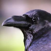 Ravens are capable of cause-and-effect reasoning, planning ahead and bartering. | BLOOMBERG NEWS