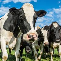 Mitigating the effects of climate change will require new curbs on the global meat and dairy industries. | ISTOCK