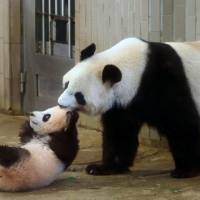 In the panda cub\'s public debut, Xiang Xiang is dragged by her mother Shin Shin at Ueno Zoo in Tokyo on Tuesday. The 6-month-old panda had 1,400 visitors, who had to apply for entry through a lottery system due to high demand. | POOL / VIA KYODO