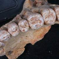 A close-up view of the teeth accompanying the left maxilla of human remains from the Misliya Cave in Israel, the oldest remains of our species Homo sapiens found outside Africa, is provided in this photo released Thursday. | COURTESY ISRAEL HERSHKOVITZ / TEL AVIV UNIVERSITY / HANDOUT / VIA REUTERS