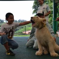 Seramu, a white lion, is seen with Kota Suetake, who provided the name for the feline, in a photo taken June 4. | OKINAWA ZOO &AMP; MUSEUM / VIA OKINAWA TIMES