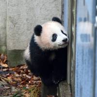 Xiang Xiang the female panda cub is shown Tuesday at Ueno Zoo in Tokyo. The cub turned 7 months old on Friday. | COURTESY OF TOKYO ZOOLOGICAL PARK SOCIETY