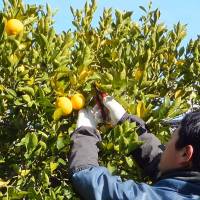 Kabosu orange harvesting. | JAM\'S GARDEN