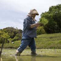 A farmer plants rice seedlings in a paddy at the Oyama Senmaida terraced rice fields in Kamogawa, Chiba Prefecture, on May 3. The Abe administration\'s agricultural policy aims to weed out inefficient farmers. | BLOOMBERG